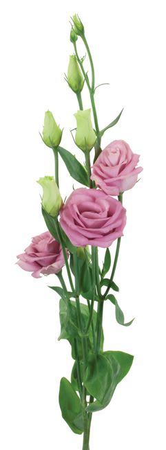 Pink roses with green buds on long stems