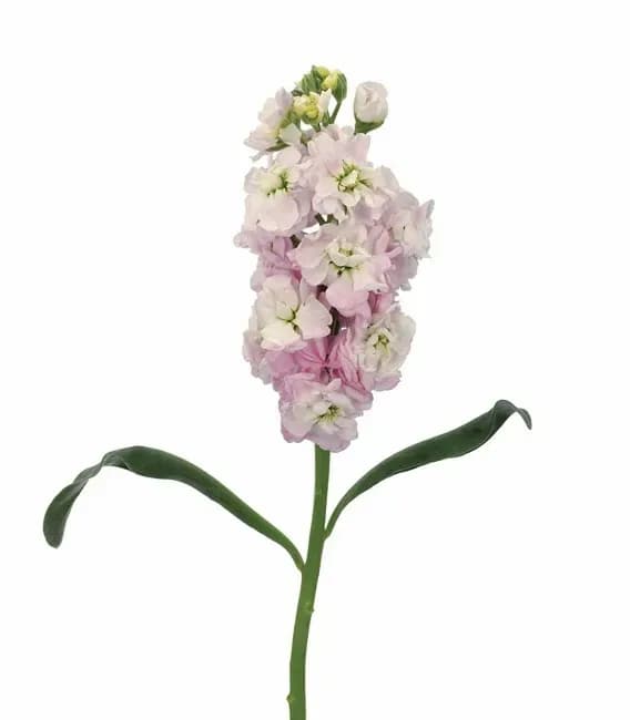 Single pale pink flower spike with long green leaves