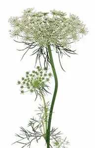 Single white Queen Anne's lace flower stem on a white background