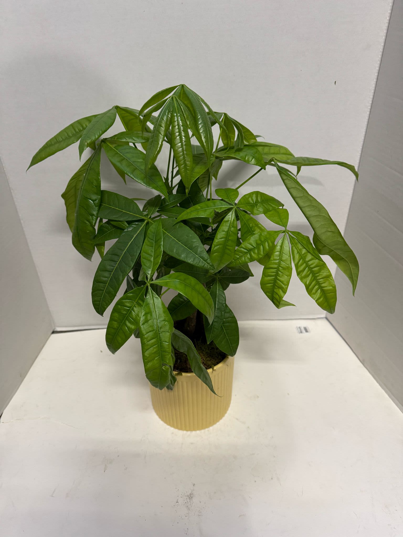 Potted green money tree plant in a ribbed beige container