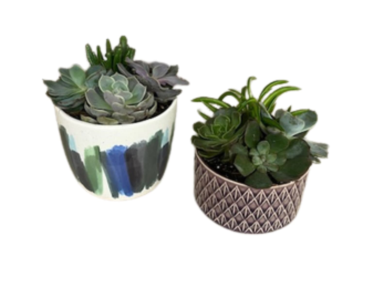 Succulent Garden - Compact succulent arrangement that bring calm, contemporary style to everyday gifting-perfect as a housewarming plant gift, a simple thank-you, or a desk-side accent. The low, dense composition of rosette succulents and upright plants creates a modern, minimalist look your recipient will notice first: muted greens and soft purples balanced by cool blue-gray tones for a quietly elegant presence.   The designs are compact and layered-rosette-shaped succulents, upright varietals and a trailing green accent for subtle movement-making these arrangements easy to style on a windowsill, tabletop, or entry console.  Ideal for someone who appreciates low-maintenance greenery, these succulent gardens arrive ready to display and require minimal care-bright, indirect light and occasional watering when soil is dry. They make a thoughtful, long-lasting alternative to cut flowers for birthdays, thank-yous, or casual celebrations, and their modest size fits most small spaces.