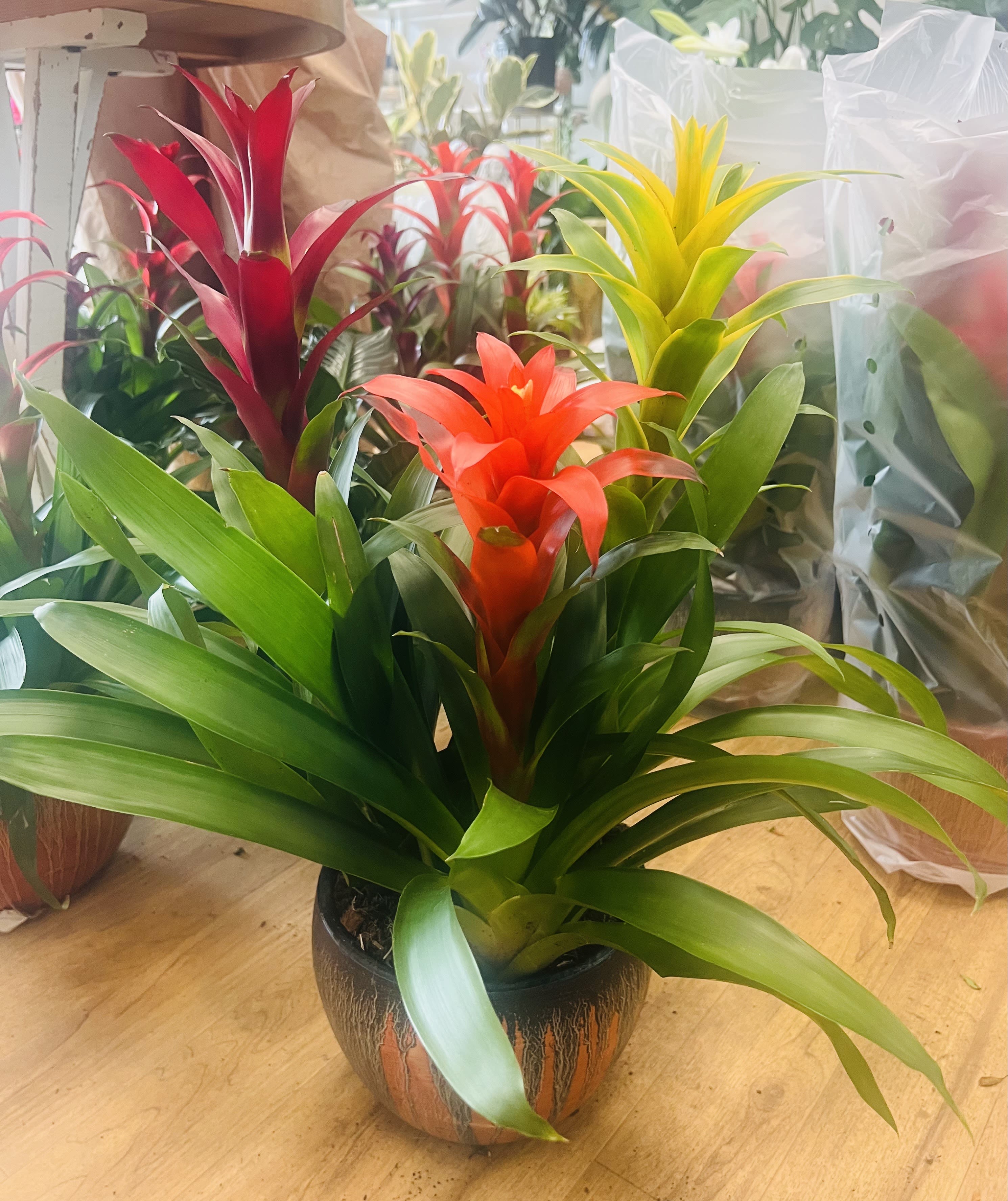 Potted bromeliad plants with red, orange, and yellow blooms