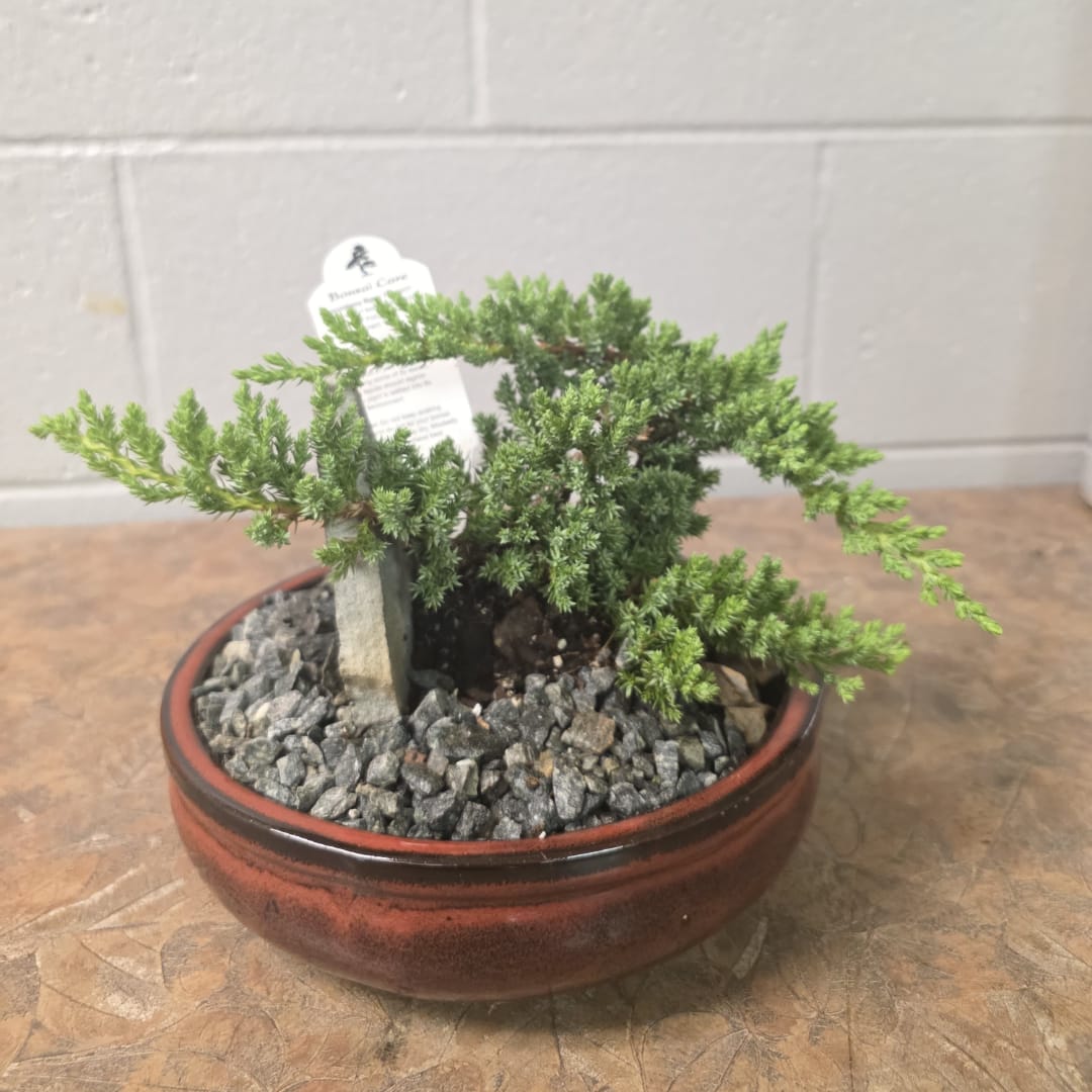 Small potted evergreen plant in a shallow ceramic bowl with rocks