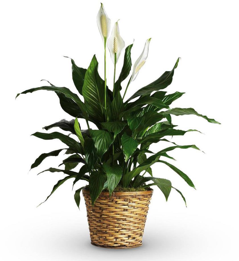 White peace lilies in a woven basket planter