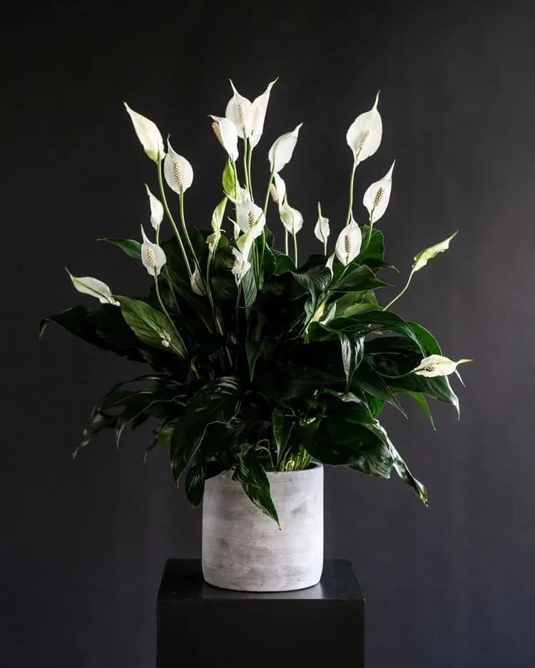Peaceful - A grand Peace Lily plant.