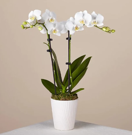 Two Stem Orchid Planter - Two stems of phalaenopsis orchids in a white pot. A gift that is sure to impress in any situation.  APPROXIMATE DIMENSIONS: 12" W x 32" H