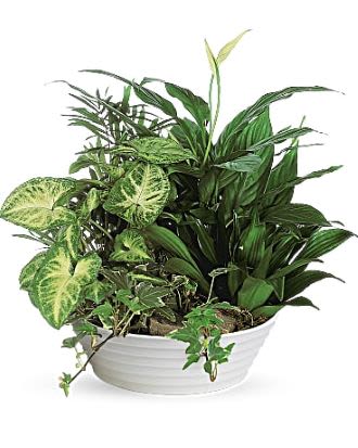 Mixed green houseplants arranged in a low white ceramic bowl