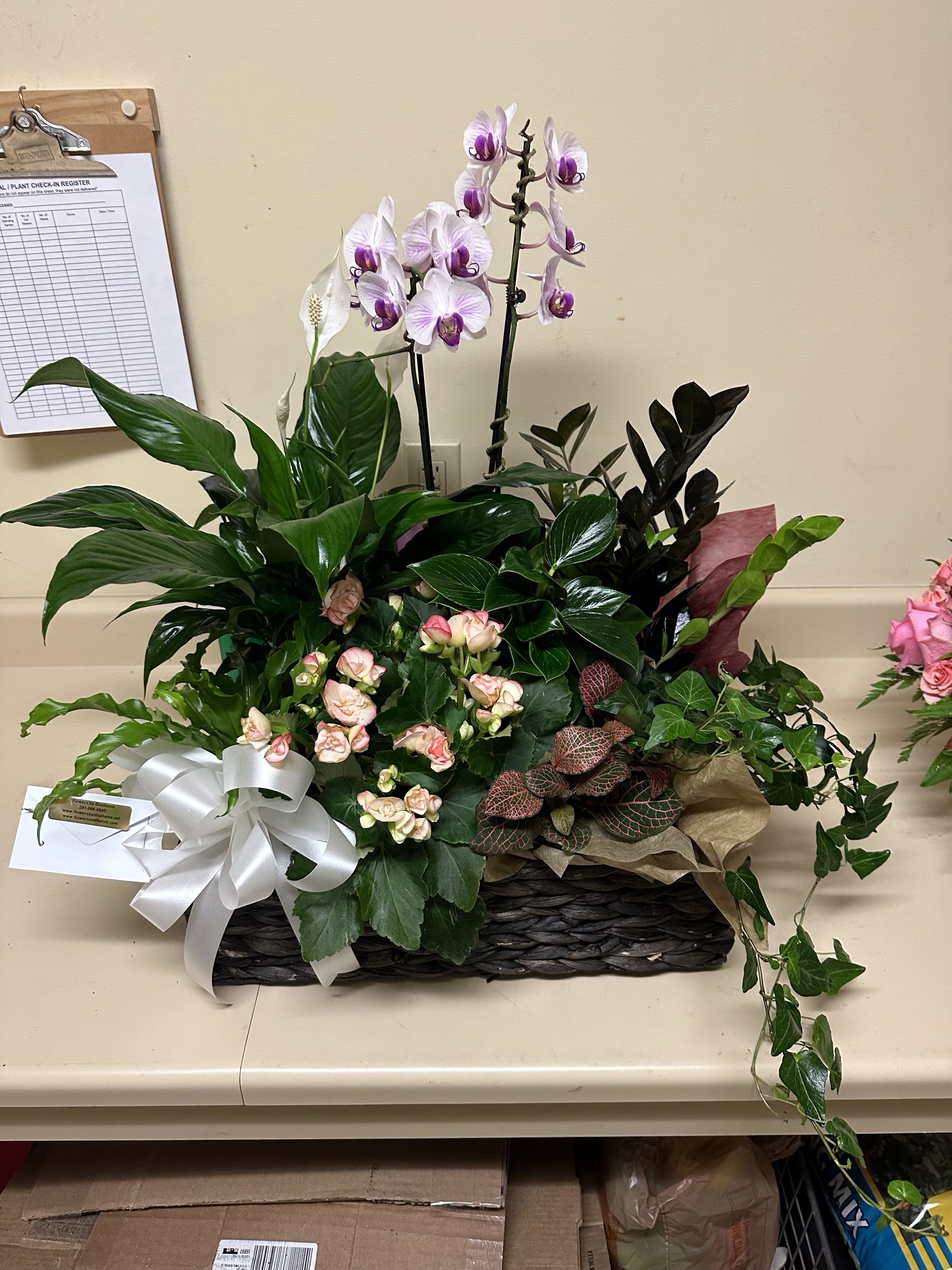 Mixed green plants with white orchids in a woven basket with a white bow and card.
