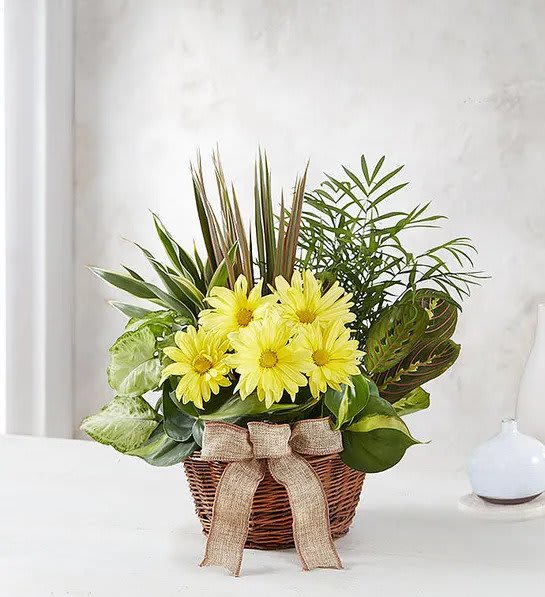 Dish Garden with Fresh Cut Flowers - Send your warmest regards with an elegant dish garden that combines the fragrance of a fresh bouquet with the lasting beauty of indoor plants. Our expert floral designers use a variety of lush green plants to create an attractive indoor garden and top it off with freshly cut blooms to send a lasting memory of you.  Add a Sympathy Banner to this arrangement! https://katyflowershop.com/katy-katy-flower-shop/sympathy-banner.html