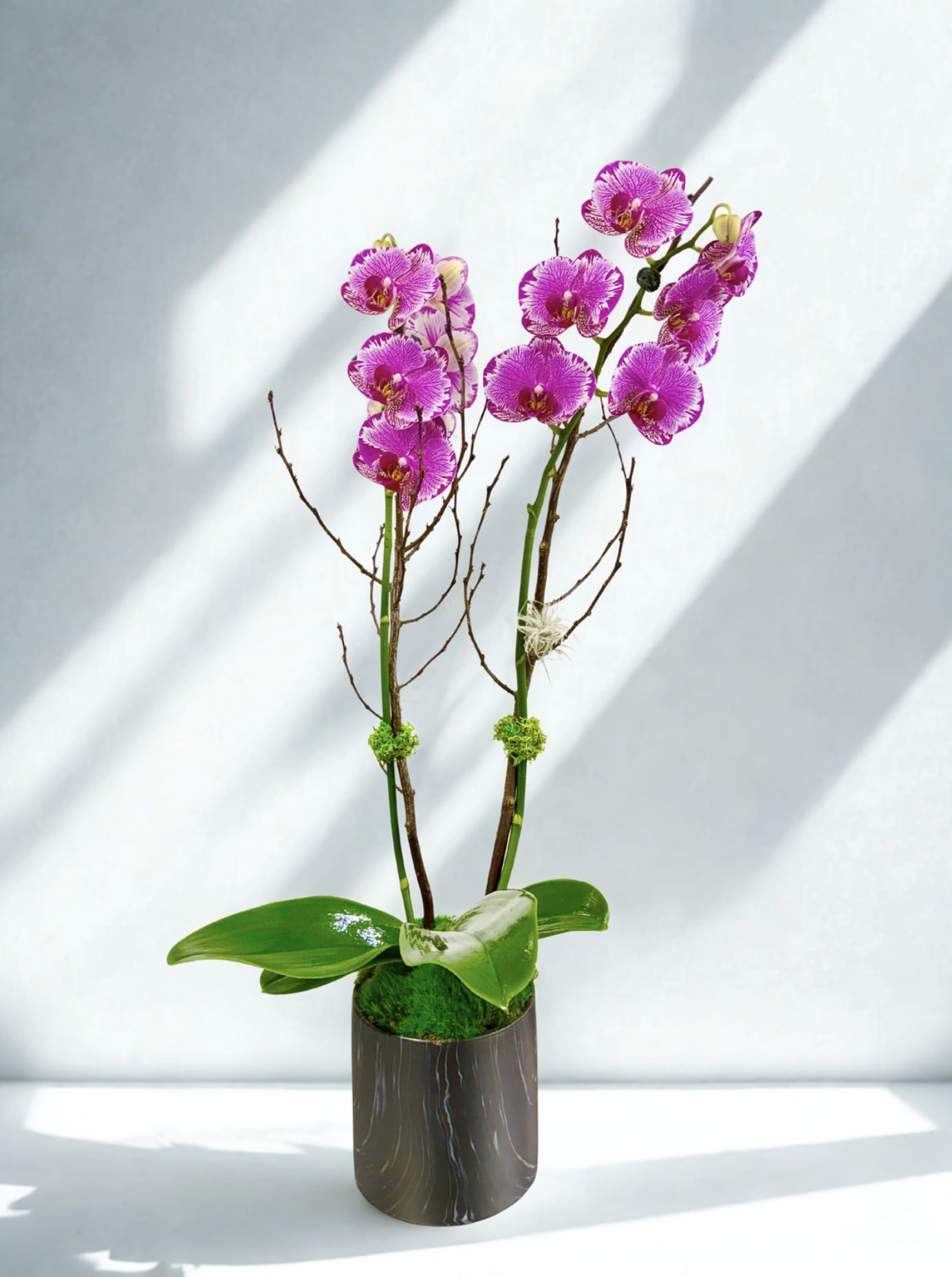 Blushing Promise Orchid Plant - Blushing Promise Orchid  Delicate yet striking, the Blushing Promise Orchid is a stunning Phalaenopsis (moth orchid) that brings effortless elegance to any space. Its vibrant pink petals, intricately veined with soft white patterns, create a romantic, almost hand-painted look that captures attention without overwhelming the room. Bathed in natural light, each bloom radiates warmth and grace—making it the perfect symbol of love, celebration, and thoughtful gifting. Set in a sleek, modern container with lush green leaves, this orchid blends contemporary style with timeless beauty. Whether you’re elevating your home décor, surprising someone special, or adding a refined touch to an event, the Blushing Promise Orchid delivers a lasting impression.