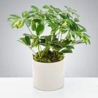 Umbrella Plant by BloomNation™ - Also known as dwarf schefflera, umbrella plants like bright, indirect light. Their cute shape and easy care make them a good choice for houseplants. Consider this little guy for your plant-loving friend or family member as a birthday or congratulations gift!