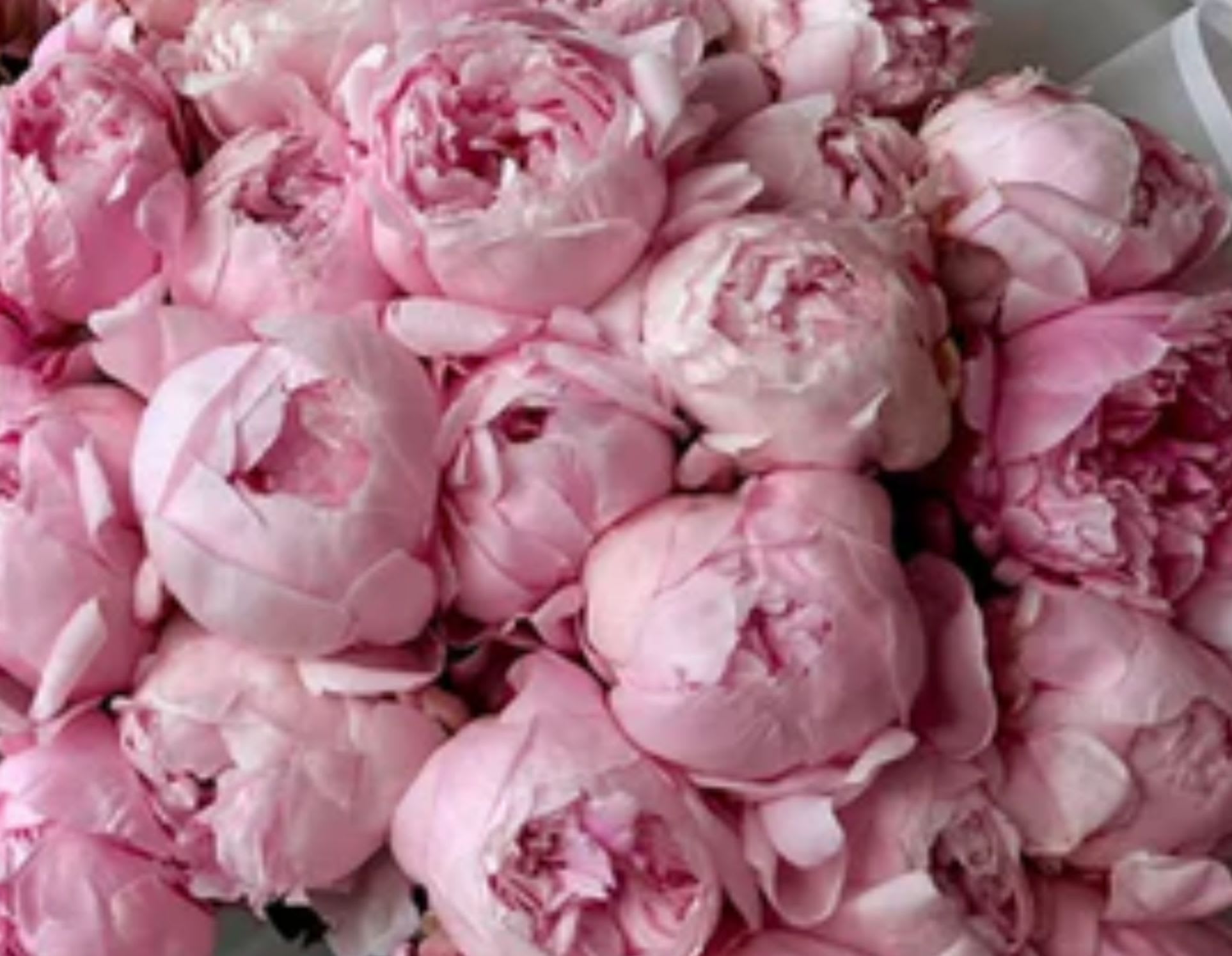 Linda - Beautiful Deluxe Bouquet pink peonies.