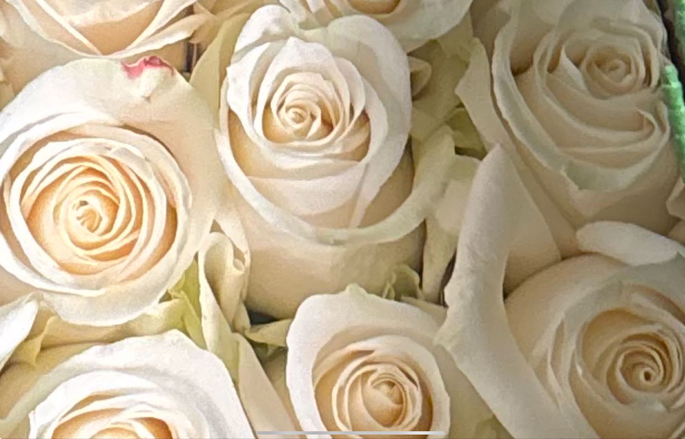 Close-up of cream white roses clustered together