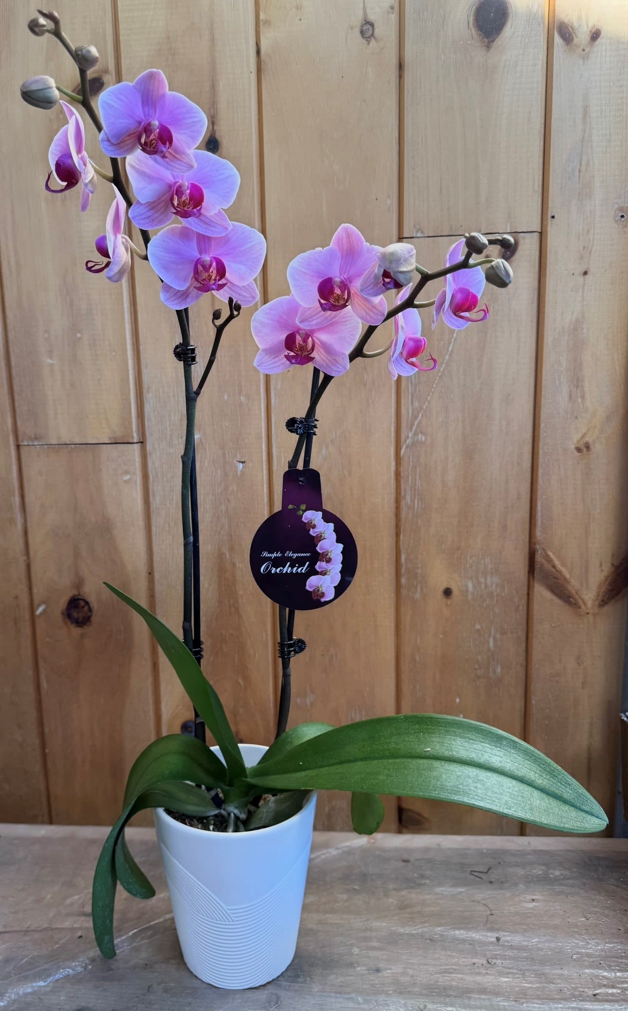 Orchid  - Beautiful double stem orchid plant. Perfect for all occasions, bring it as a housewarming gift, a birthday, or anything in-between.