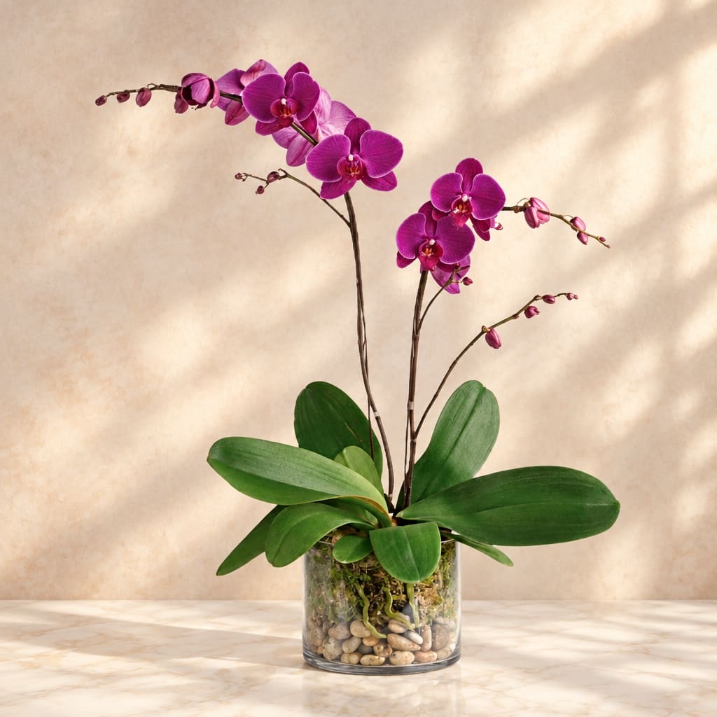 Purple orchid plant in a clear glass vase with pebbles
