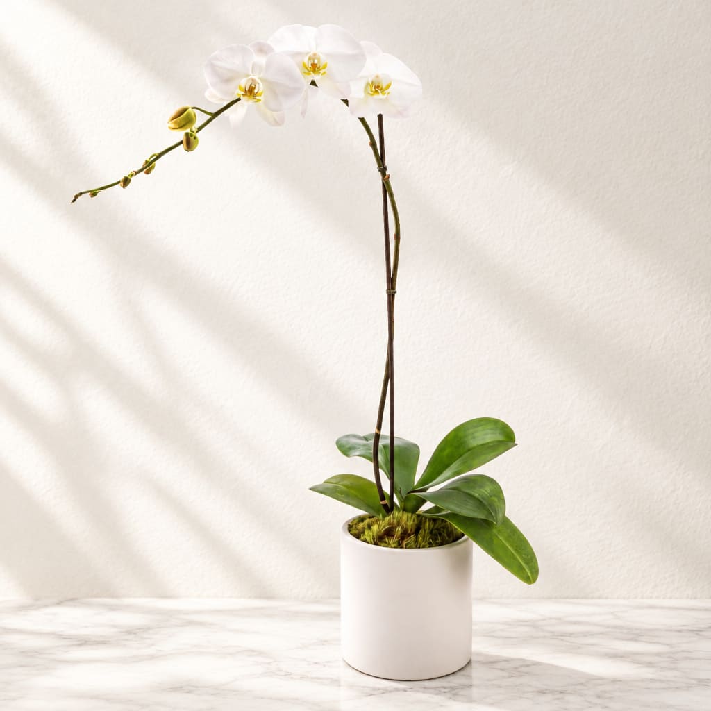 White orchid plant in a white pot on a marble surface