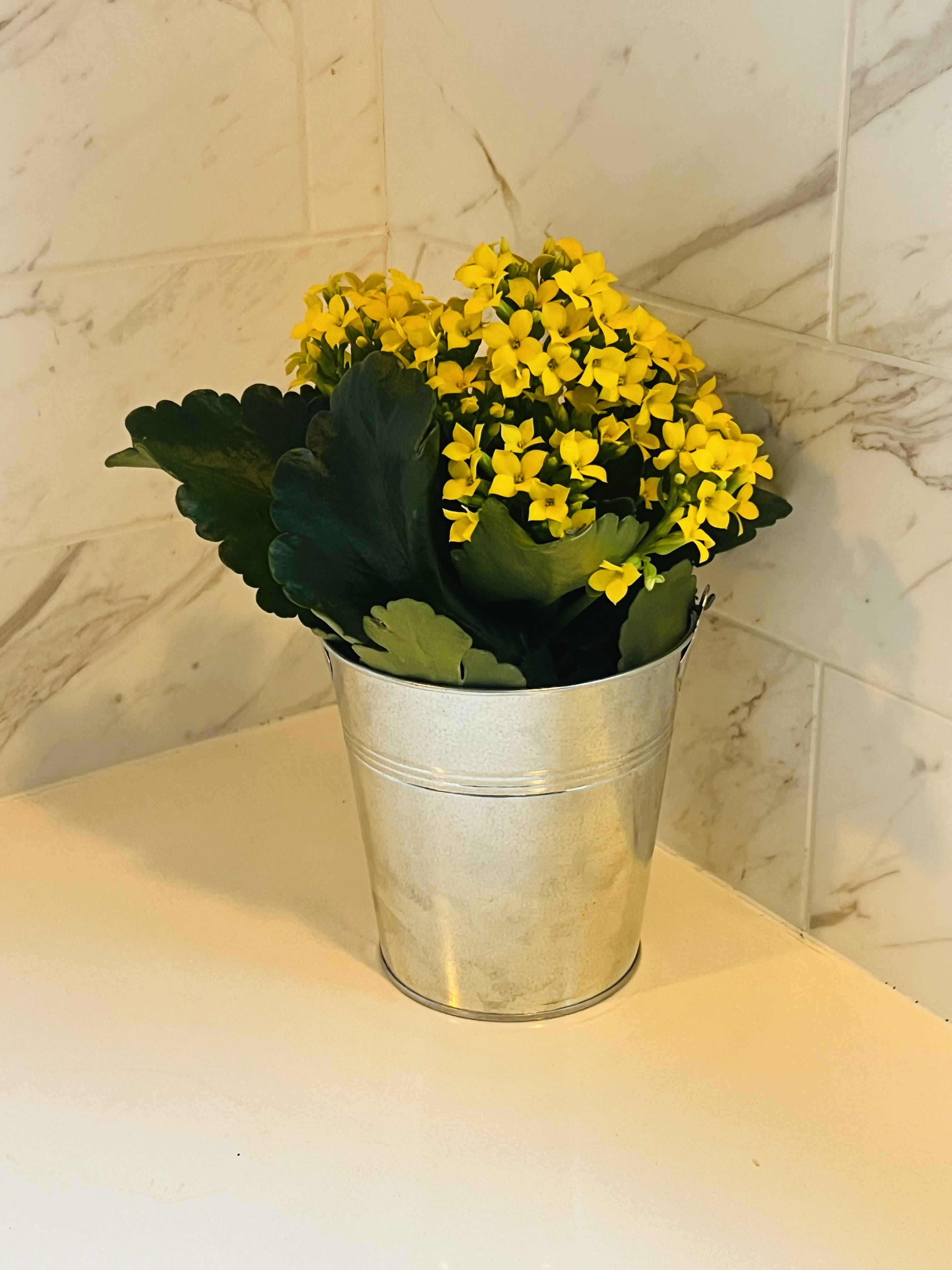 Yellow flowering plant in a silver metal bucket