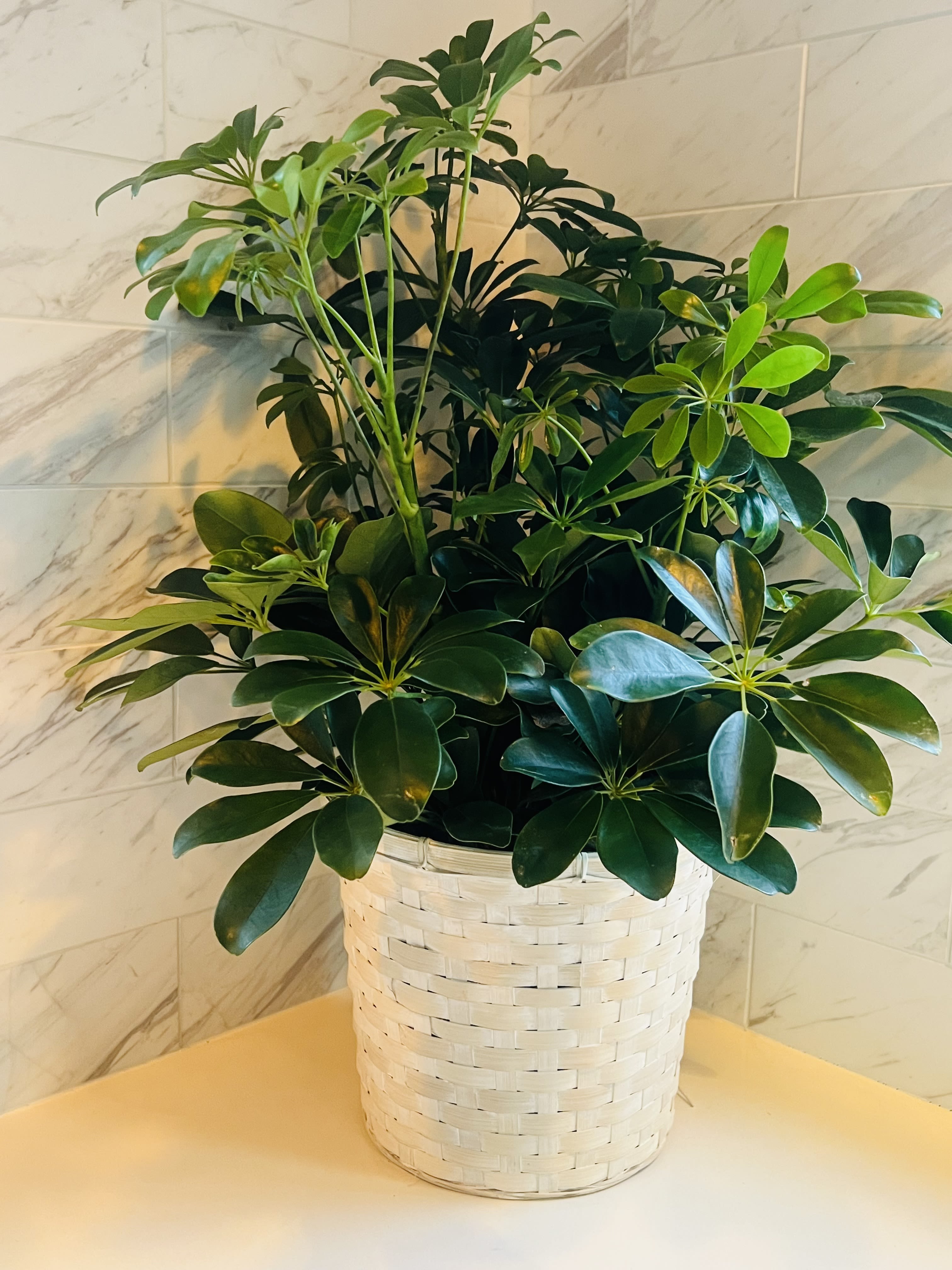 Potted green houseplant in a white woven basket