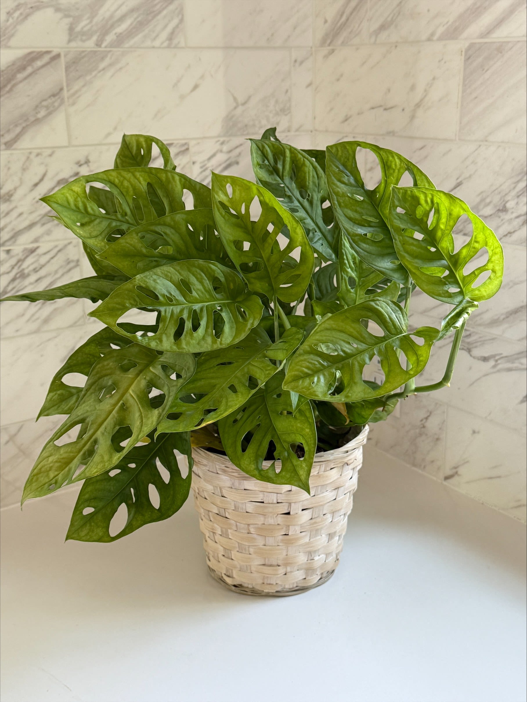 Potted green houseplant in a woven basket
