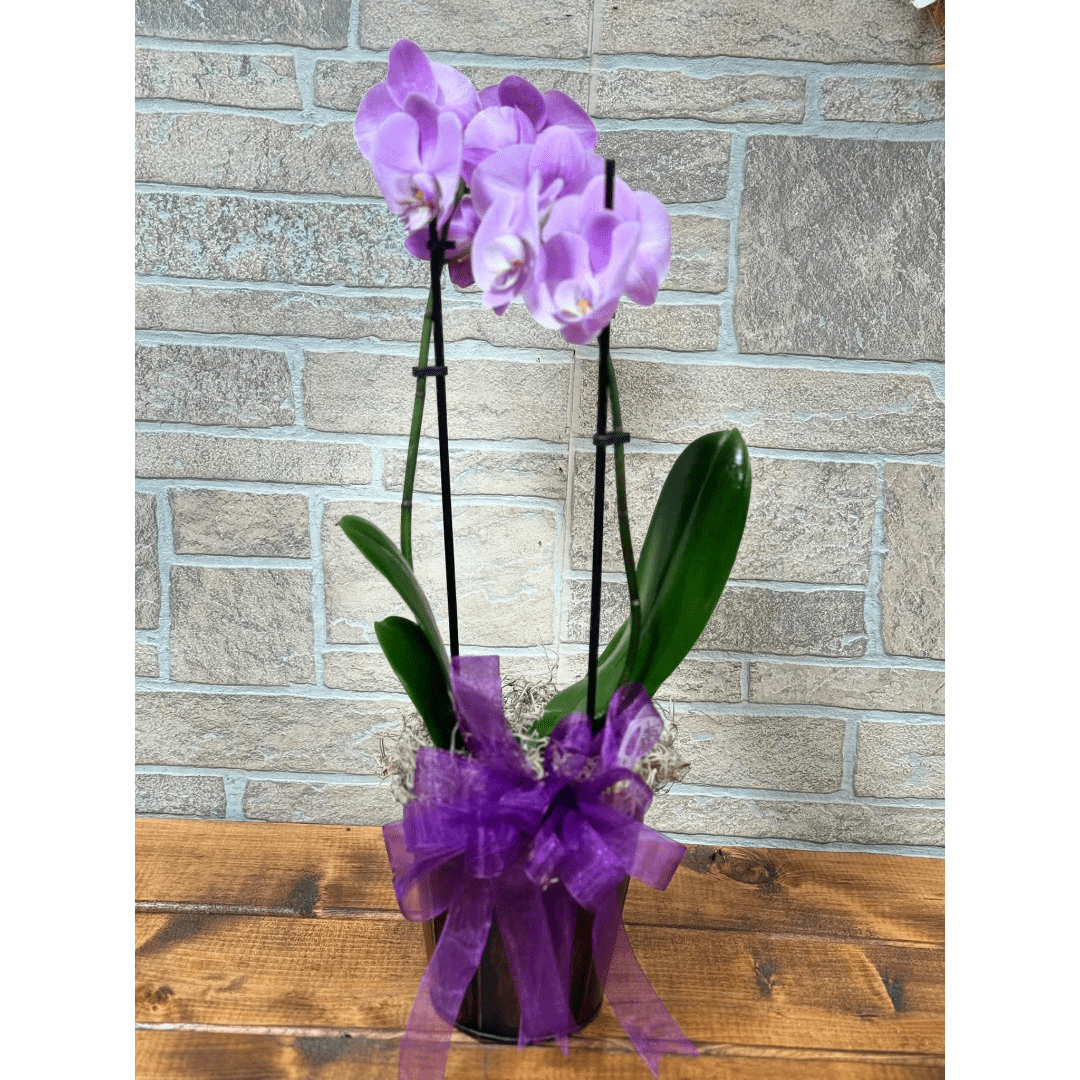 Purple orchid plant in a black pot with a ribbon bow