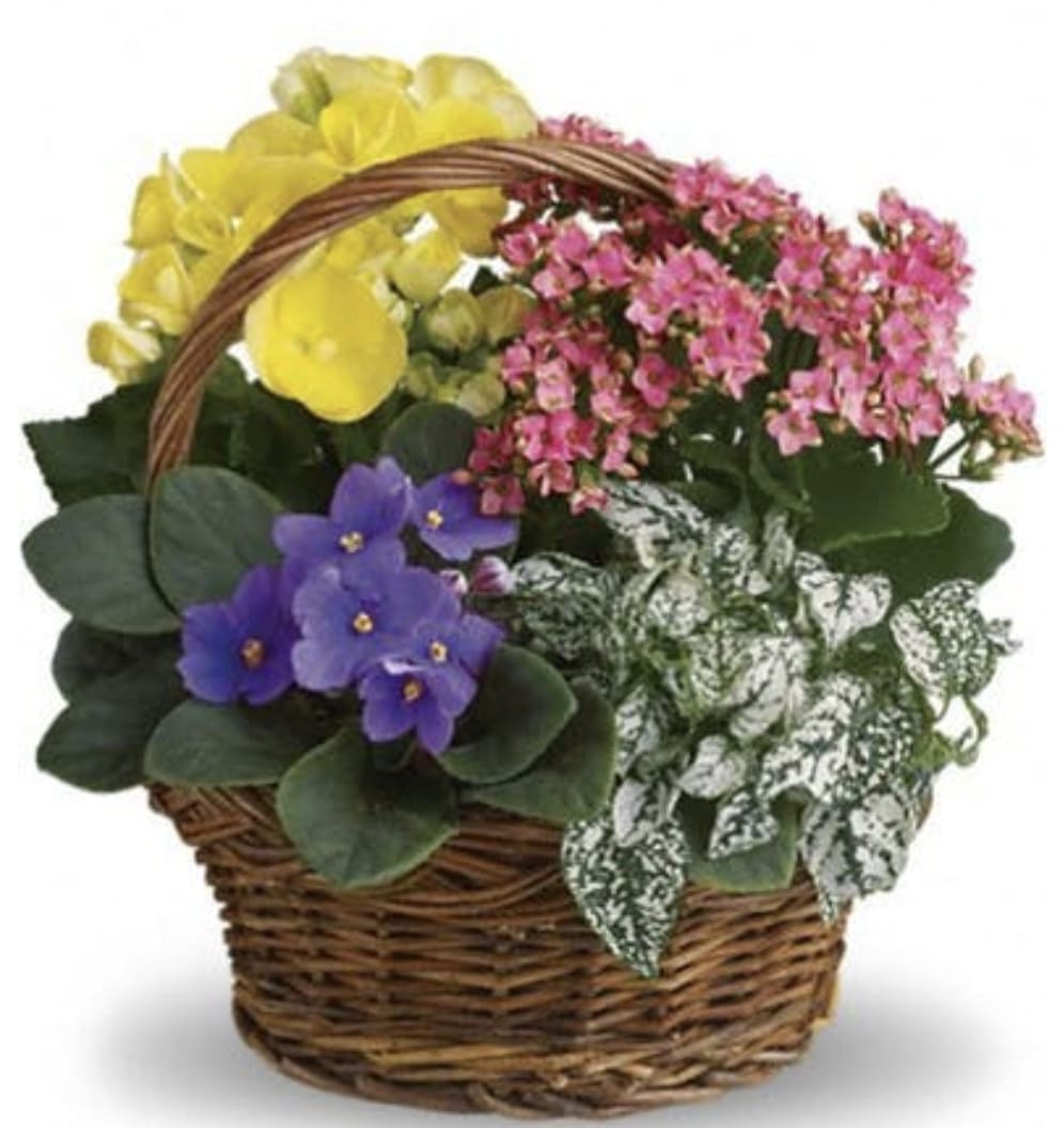 Basket of Blooming Plants - Plants will be chosen based on availability and design. 
