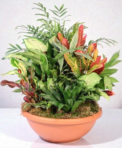 Tropical foliage arrangement in a terracotta bowl
