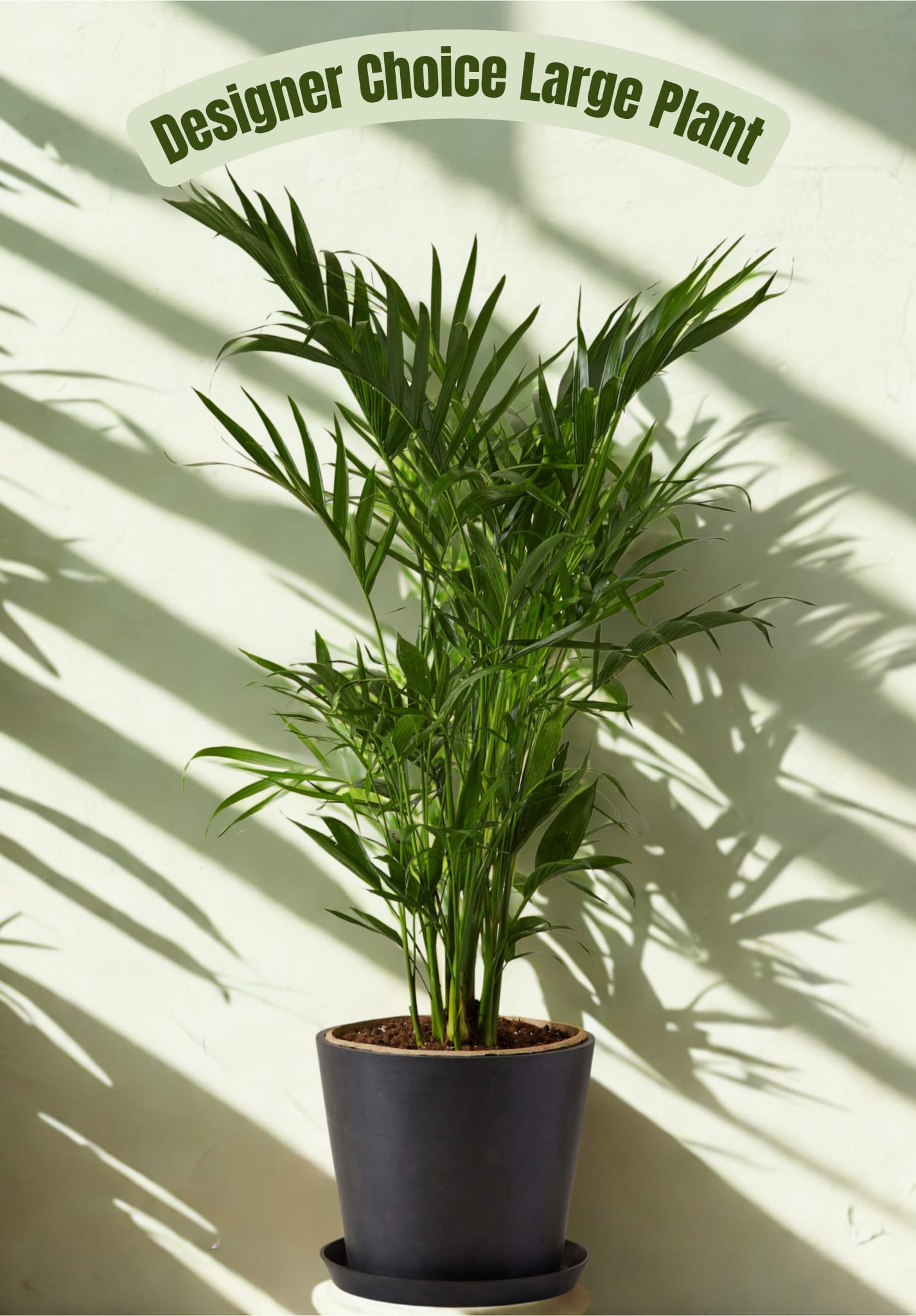 Tall potted palm plant in a black container