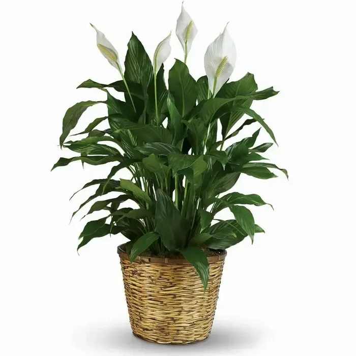 Potted peace lily plant with white blooms in a woven basket