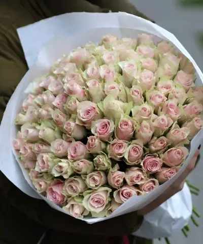 Pink roses  - 50 pink roses  