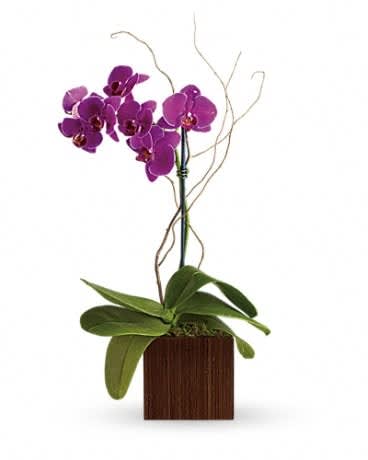 Purple orchid plant in a square wooden planter