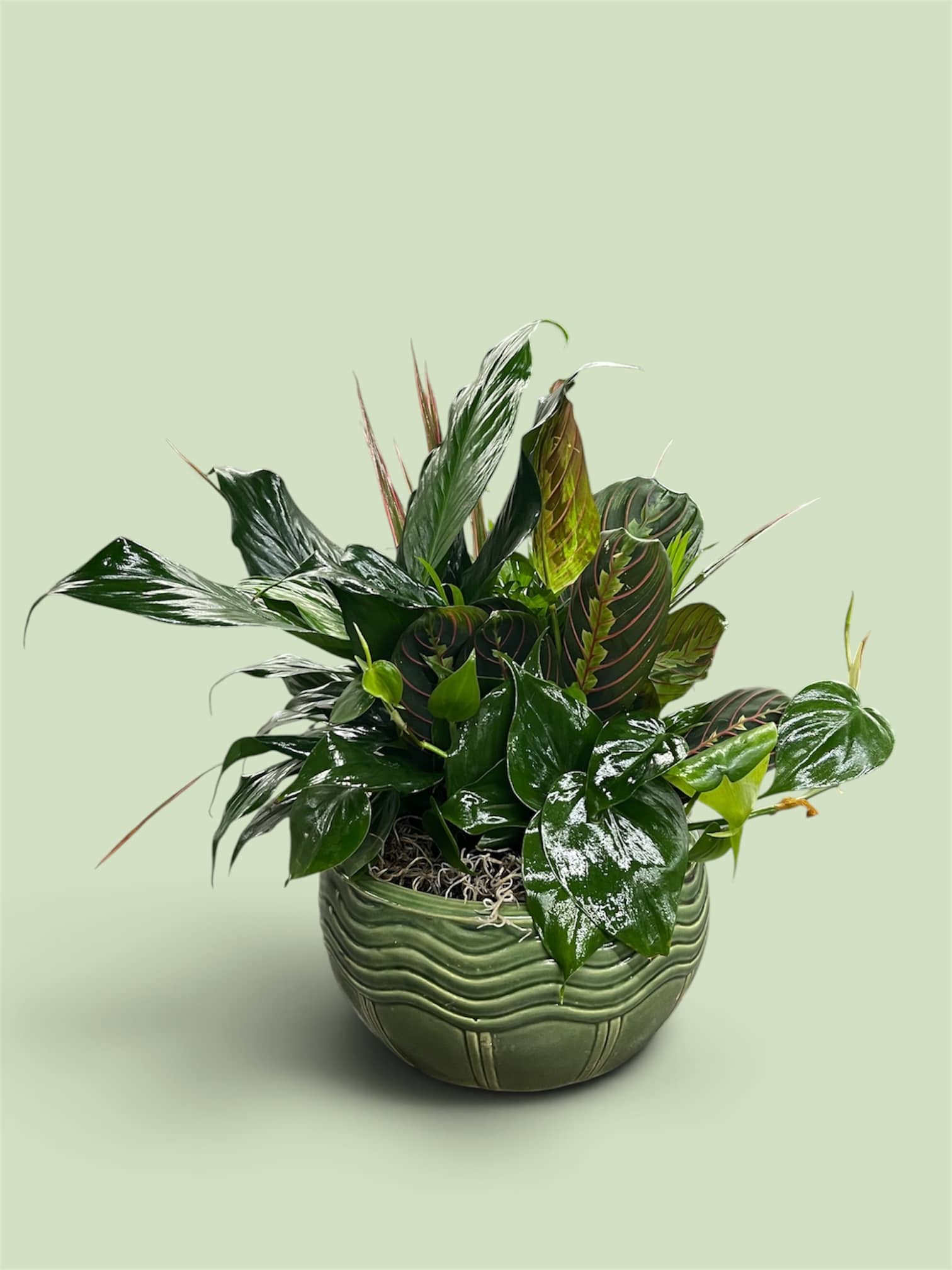Potted green houseplant arrangement in a textured ceramic bowl