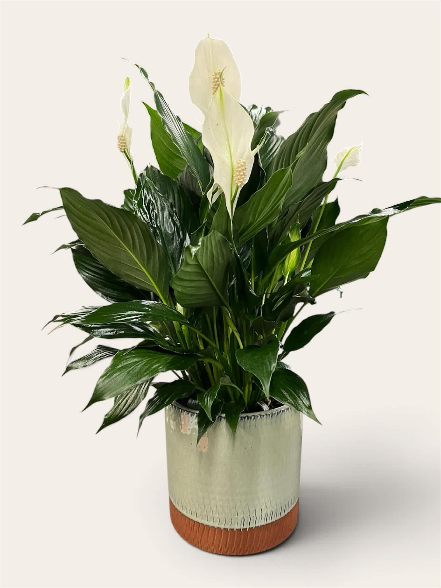 White peace lilies in a metallic planter with glossy green leaves