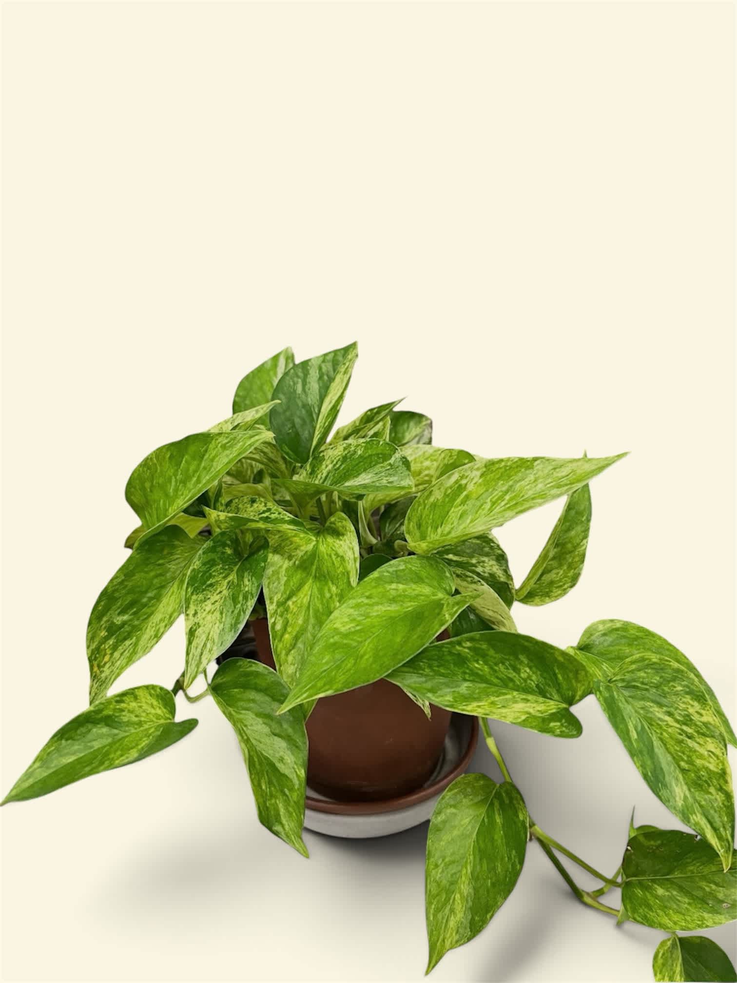 Potted pothos plant with variegated green leaves