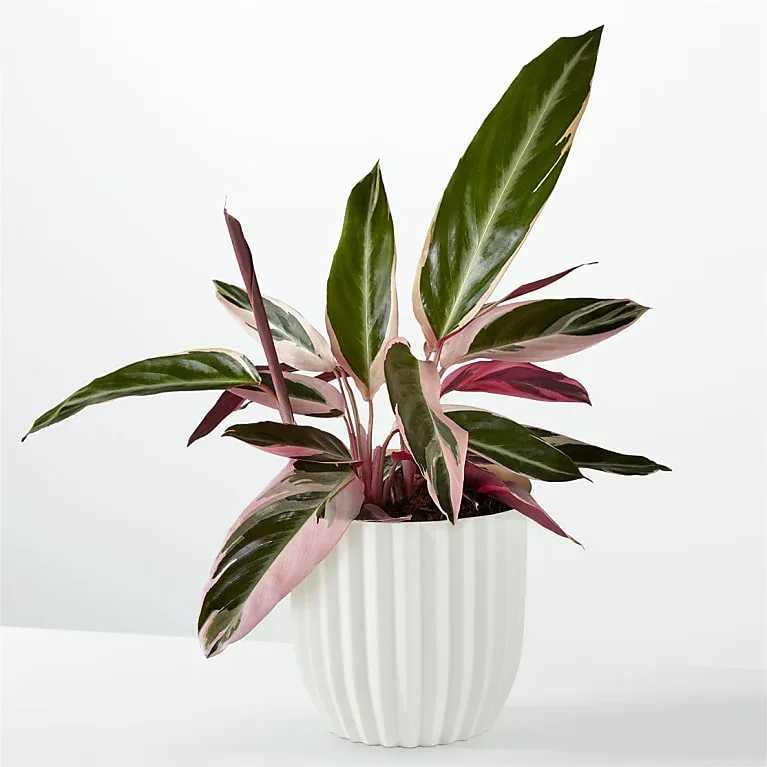 Calathea Stromanthe Triostar - This eye-catching tropical plant is known for its impressive, colorful, foliage. The pet-friendly Calathea is the perfect choice for both beginners and the most experienced plant parents.