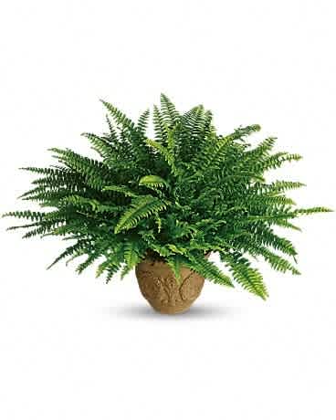Potted fern plant in a decorative brown container