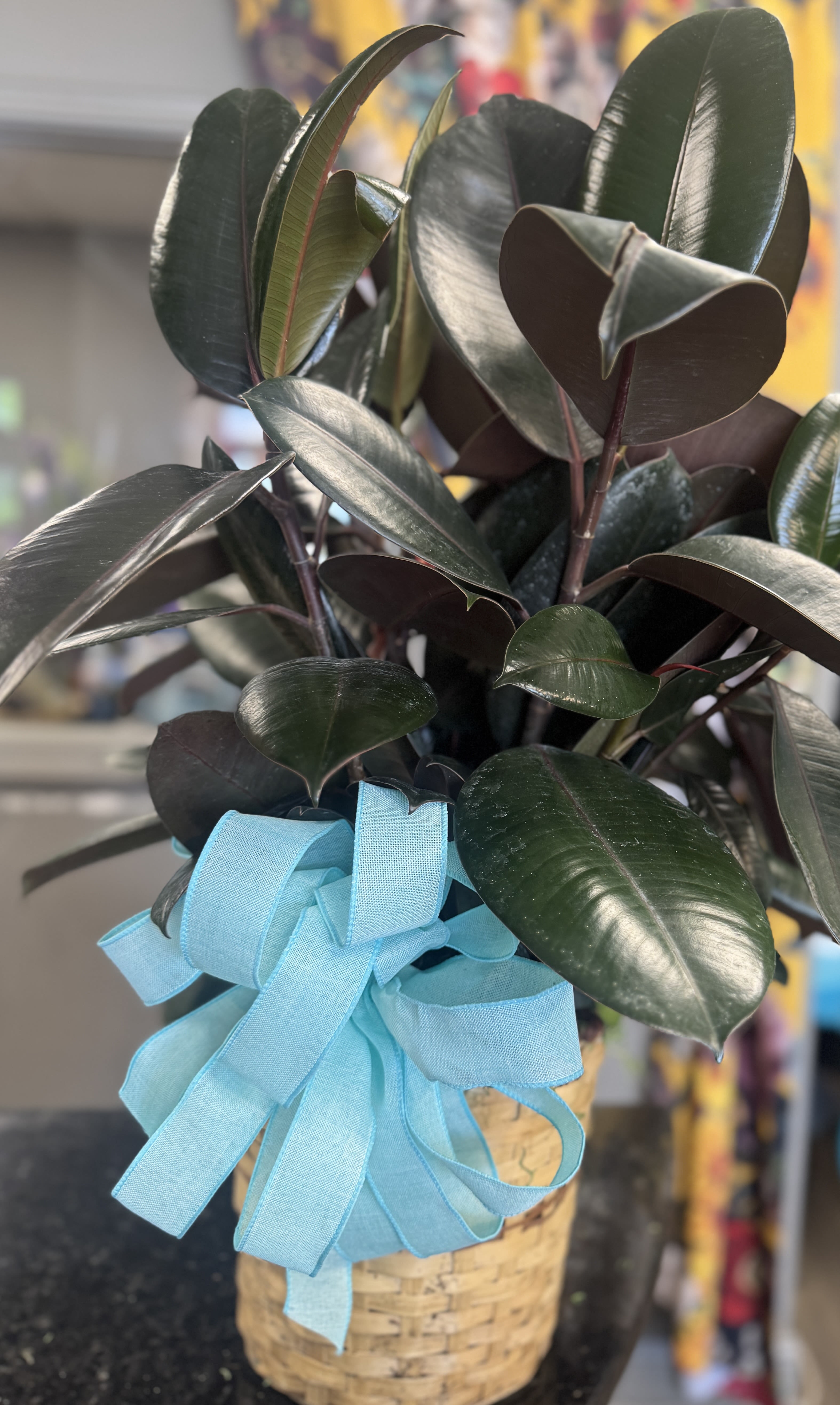 Potted rubber plant with glossy dark leaves and a blue ribbon in a woven basket