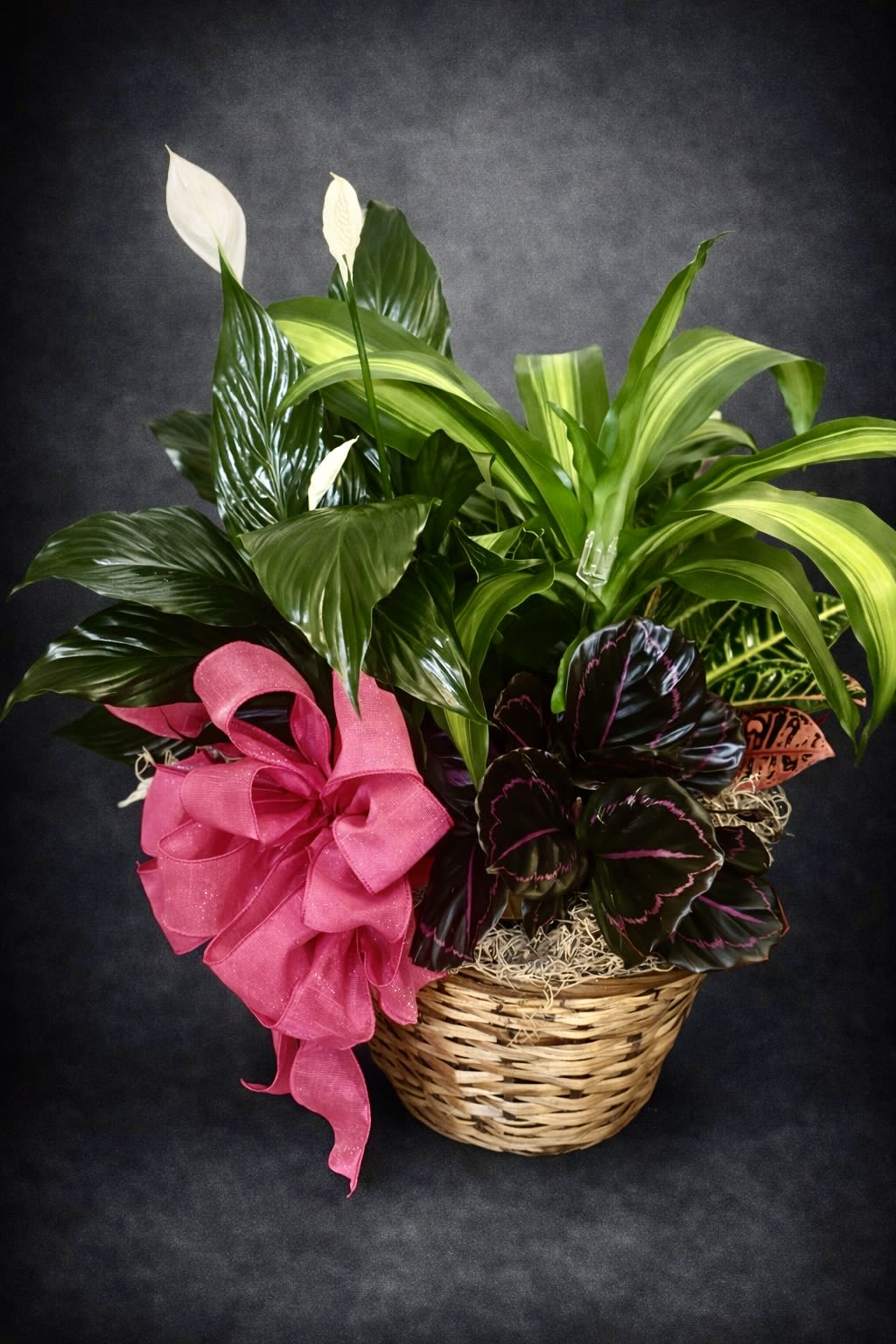 Basket of green houseplants with white blooms and a pink bow