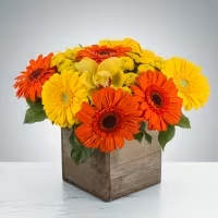 Storybook by BloomNation™ - Everybody loves daisies! Send this cheerful wooden box featuring orange and yellow gerbera daisies to your gran and gramps for Grandparents Day or your employee on Admin Appreciation day.  Approximate Dimensions: 13"D x 10"H