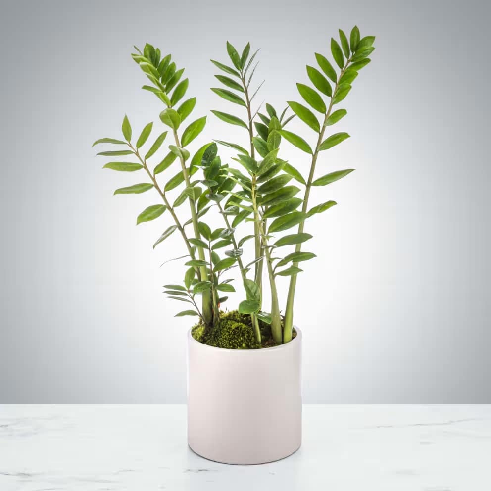ZZ Plant by BloomNation™ - The ZZ plant is a great plant for somebody who can't keep plants alive! Also known as the zamioculcas zamiifolia, this plant likes indirect light and rare waterings. Leave it on a desk or table and sometimes remember to pour some water in the pot. The perfect housewarming or congratulations gift for your "black thumb" friends and family.
