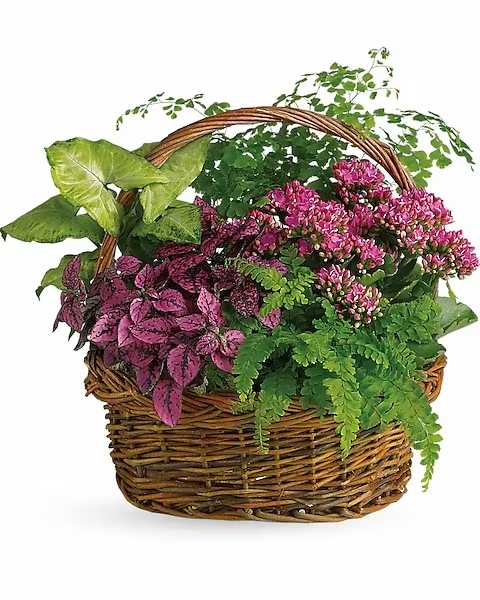 Wicker basket filled with pink flowering plants and green foliage
