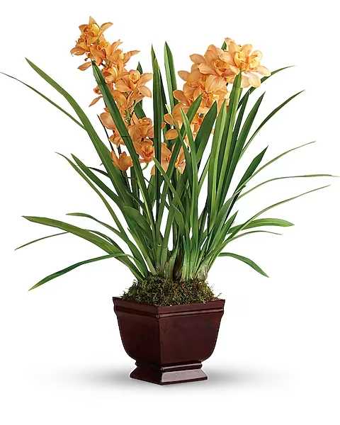 Potted orchid plant with orange blooms in a dark planter