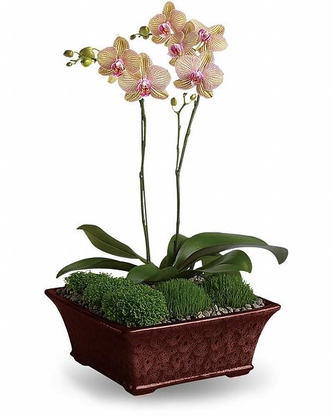 Potted orchid plant with pink blooms in a rectangular planter