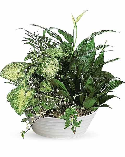 Mixed green houseplants arranged in a white bowl planter