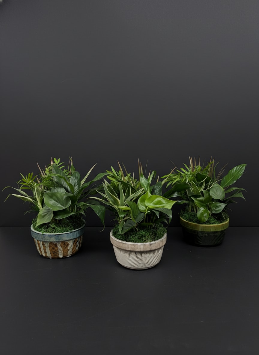 Three potted green houseplants in decorative containers