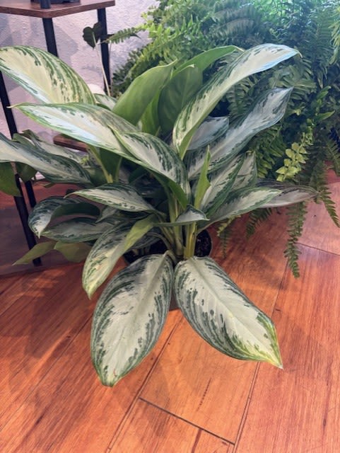 Potted variegated foliage plant with broad green-and-silver leaves