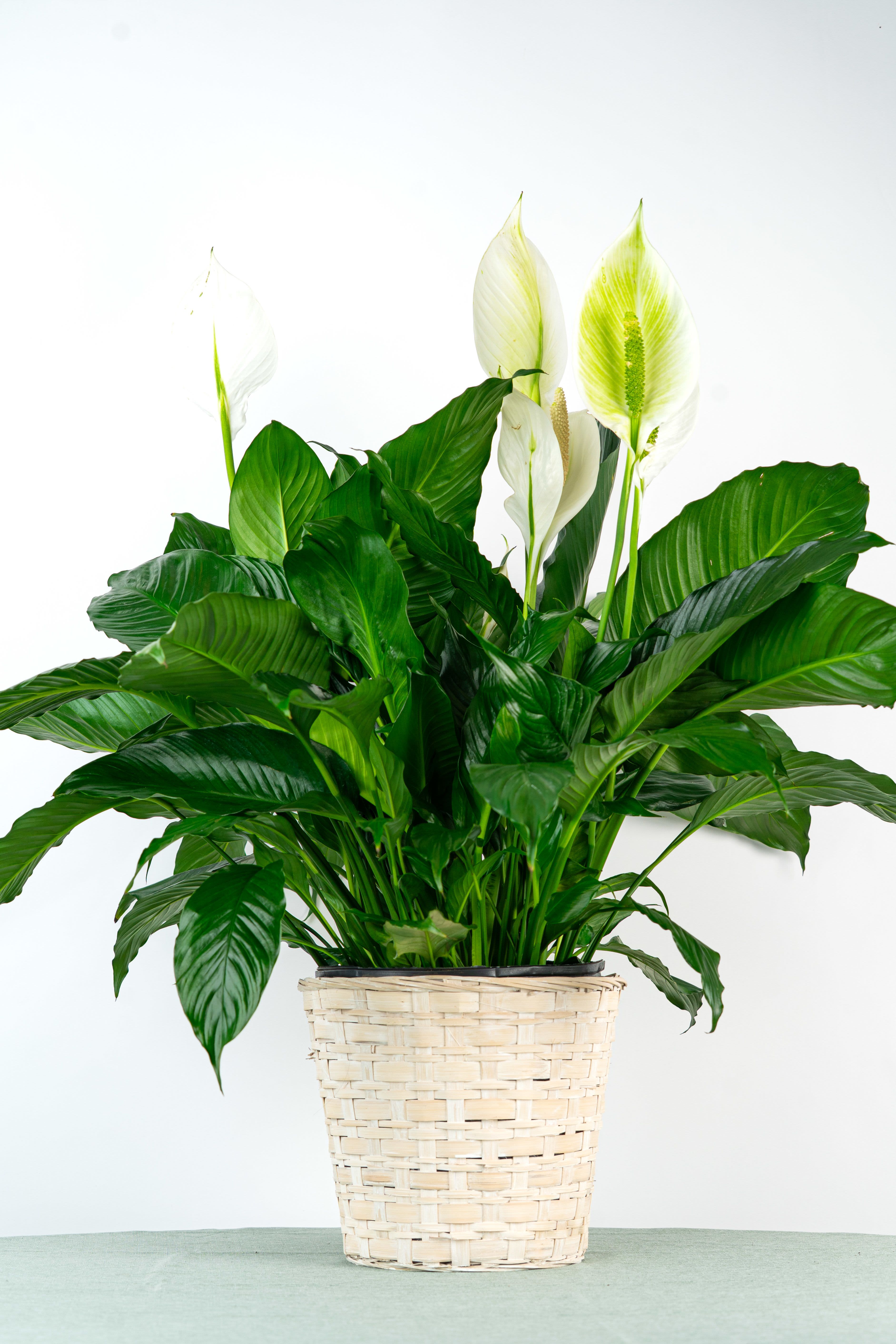 Peace Lily Plant (10" Pot) - Looking for a Spathiphyllum (Peace Lily)? This dark leafy plant with delicate white blossoms is a sophisticated gift and indoor plant. Blooming is seasonal. Plants arrive in a wicker basket and approximate size is 10" pot. This is our large sized Peace Lily.