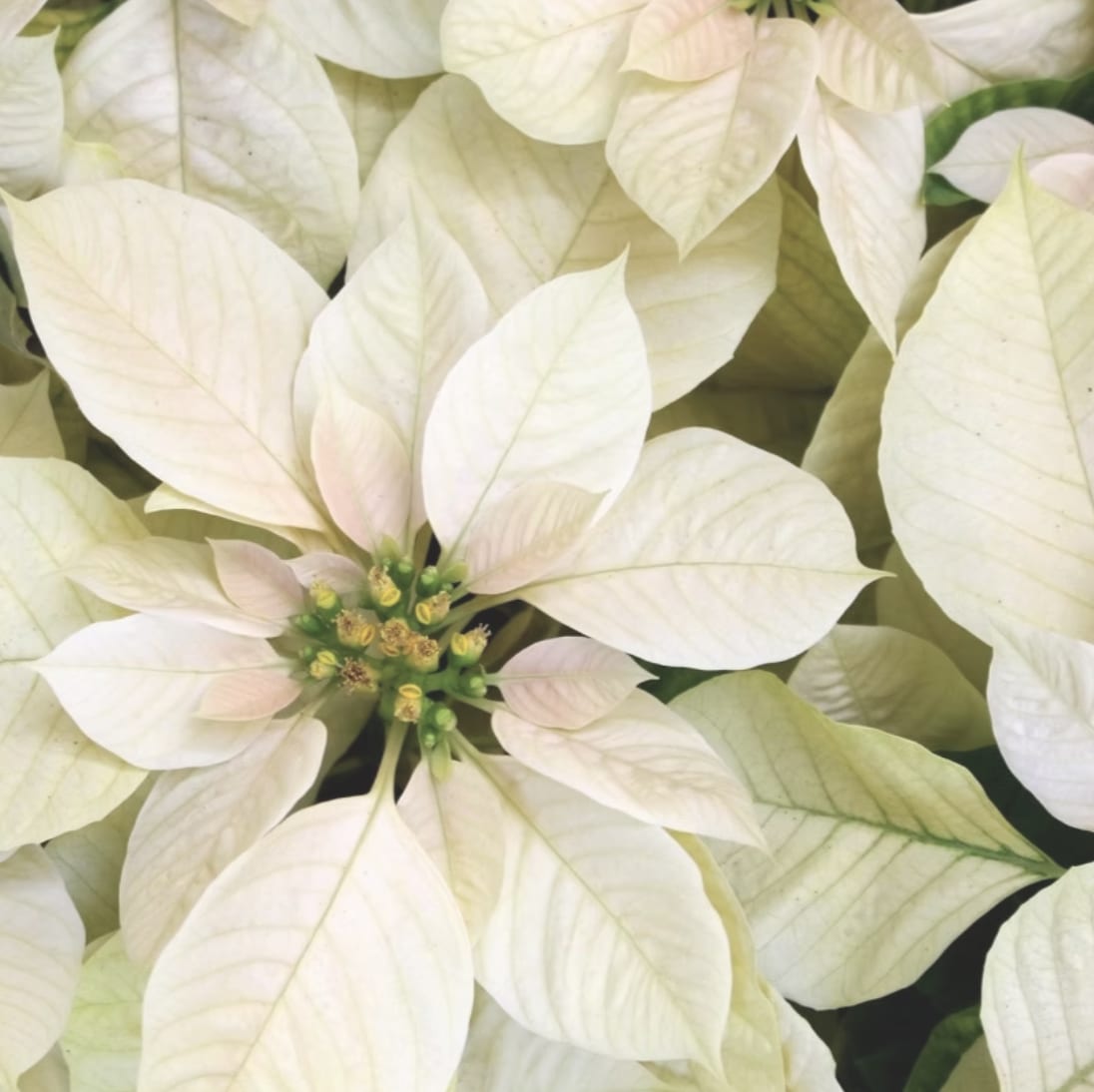 Close-up of pale cream poinsettia bracts with a green center