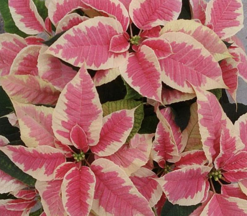 Pink and cream poinsettia plant with variegated bracts
