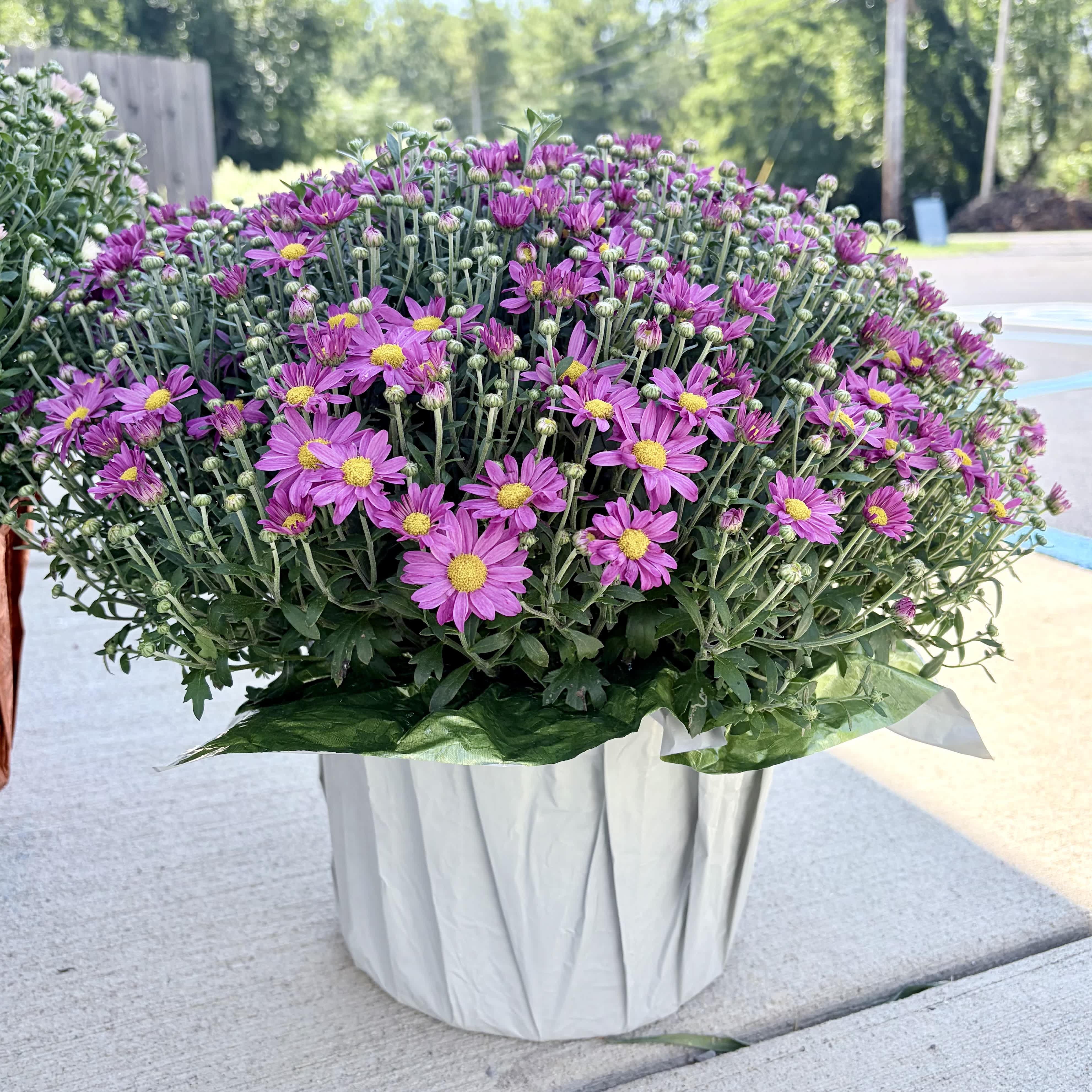 Pink daisy-like flowers in a white wrapped container