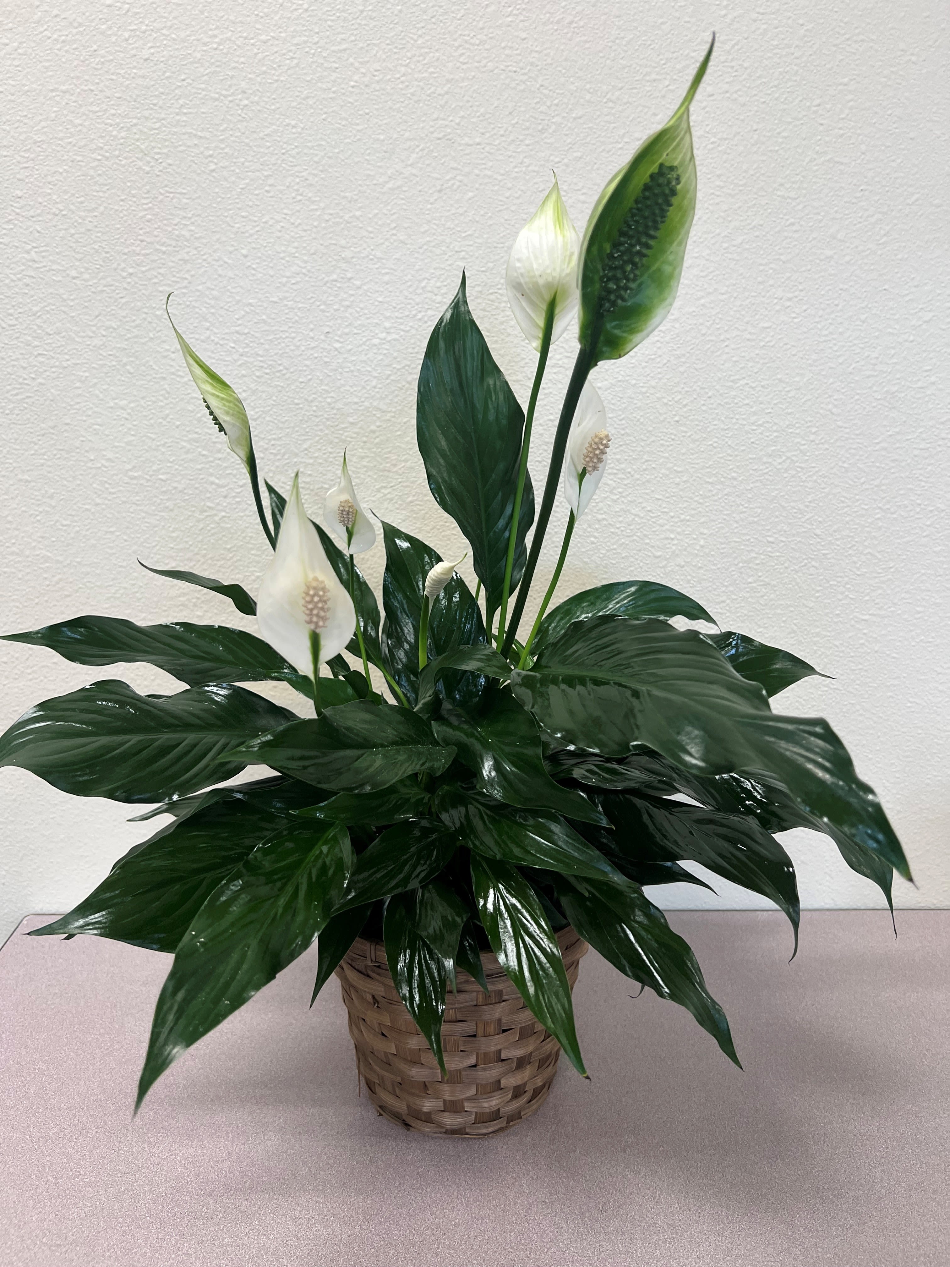 White peace lilies in a woven basket planter